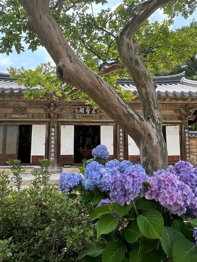 A Peaceful Stroll Through Tongdosa Temple