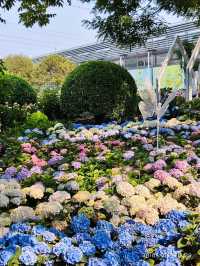 Amazing collections of flowers @ Beijing Garden of World's Flowers