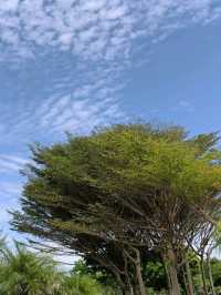 central Park Miri 