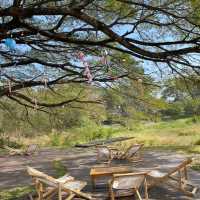 🌿☕ Like A Mountain – คาเฟ่วิวภูเขาใจกลางเขาใหญ่ 🏞️