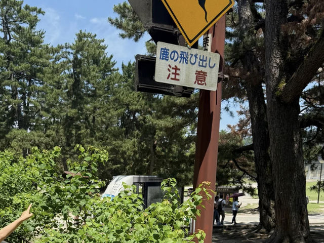 My Nara Deer Encounter: Cute Bows and Heartfelt Curry! 🦌🍛