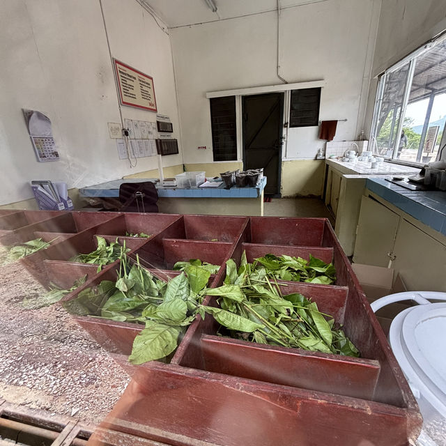 unique experience in a tea plantation & less crowd too!