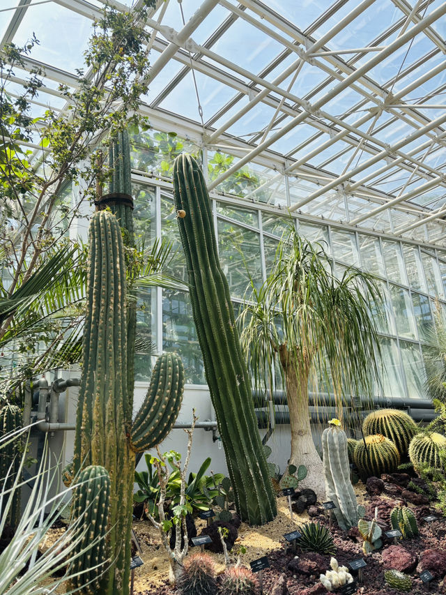 神代植物公園🇯🇵の大温室でサボテン鑑賞🌵⟡.·