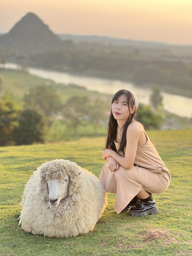 คาเฟ่  ฟาร์มแกะในเมืองเชียงราย ABONZO