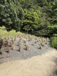 Japan’s quiet Masterpiece 