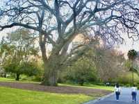 Urban Zen in Melbourne: A Secret Garden Beneath the Skyline