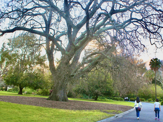 Urban Zen in Melbourne: A Secret Garden Beneath the Skyline