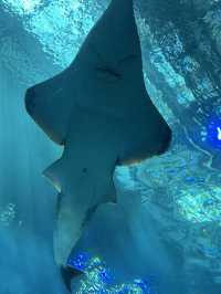 沖繩美麗海水族館🐬
