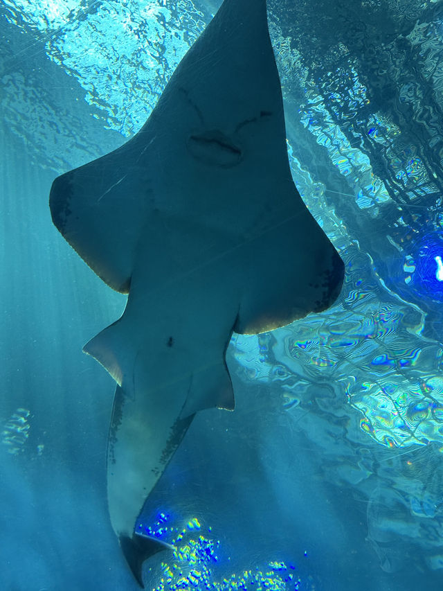 沖繩美麗海水族館🐬