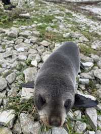 I have never been that close to a seal.