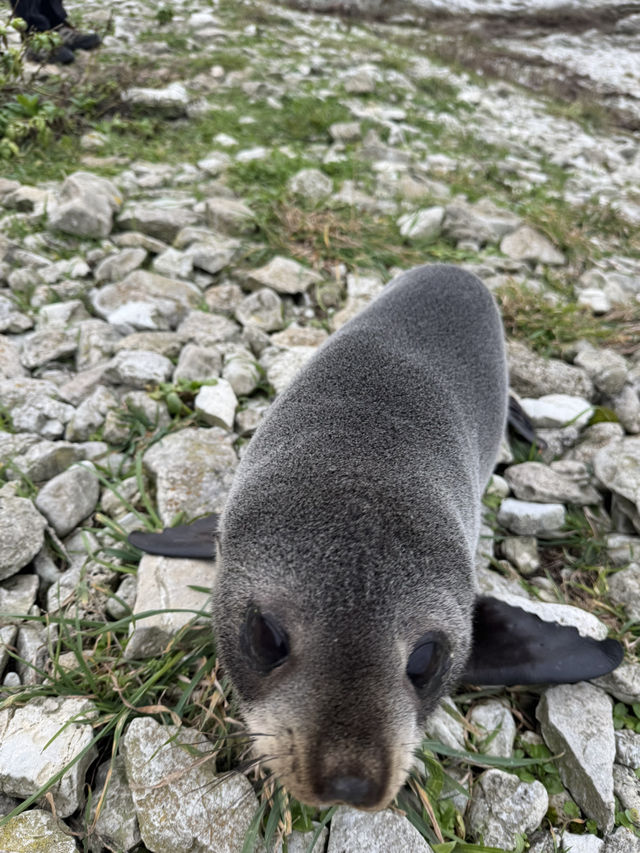 I have never been that close to a seal.