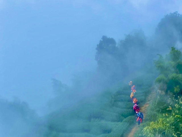 雲嘉連峰縱走巡禮～看茶園賞雲海及鐵道