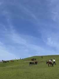 【宮崎】野生馬と灯台の絶景🌊都井岬で非日常の旅へ🐎