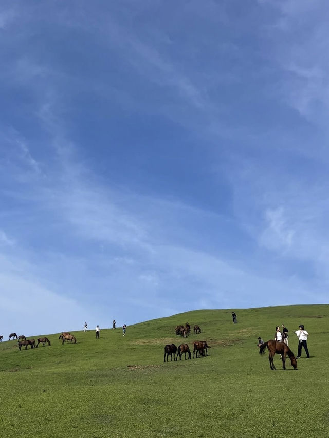 【宮崎】野生馬と灯台の絶景🌊都井岬で非日常の旅へ🐎