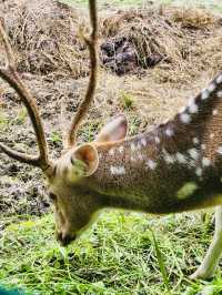 Durian, Deer, and Daylight, Only at Citra Kebun Wisata