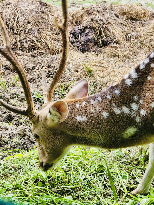 Durian, Deer, and Daylight, Only at Citra Kebun Wisata