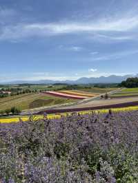Summer in Biei-Furano 🌸🌻🌷