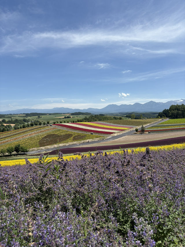 Summer in Biei-Furano 🌸🌻🌷