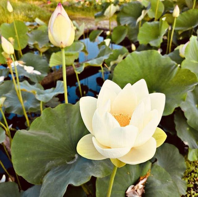 Kasumigaura Park: A Lakeside Oasis of Blooms & Serenity – A Solo Traveler’s Retreat"** 🌸🌊