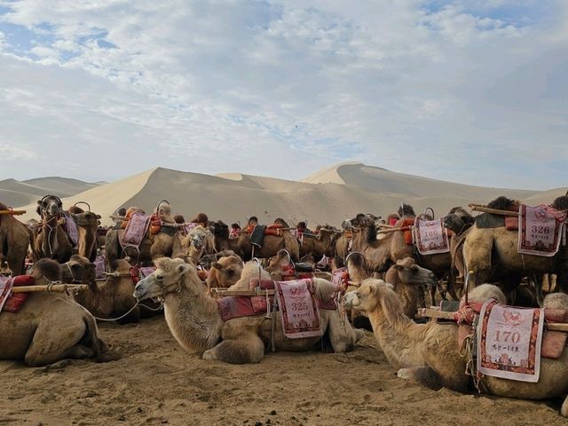 You'll want to ride on the camel again!! 🐫🏜
