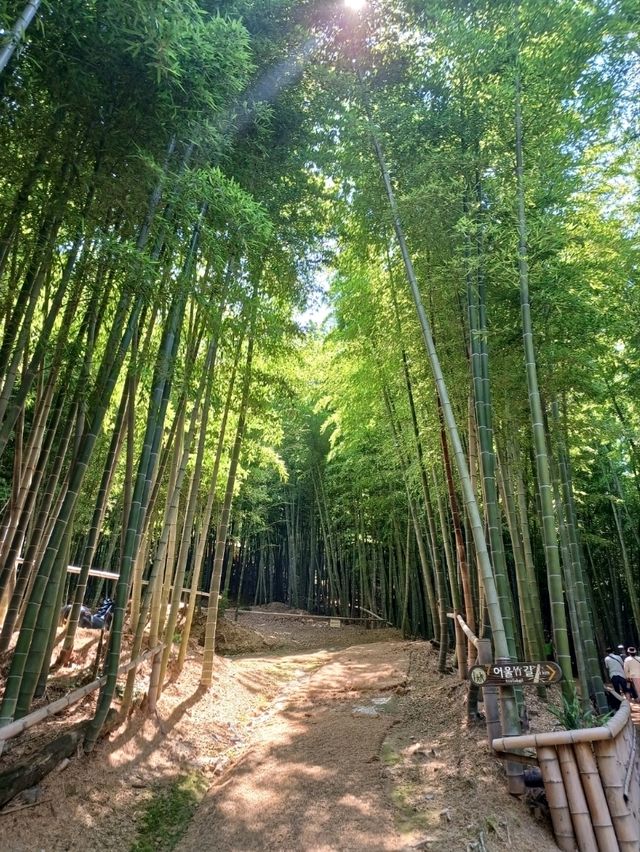 대나무 숲에서 즐기는 힐링 스팟 🌿