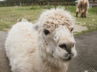 【栃木】可以近距離觀賞動物的那須動物王國超好玩！