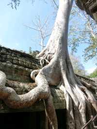【カンボジア🇰🇭】木の根に包まれたタ・プローム遺跡