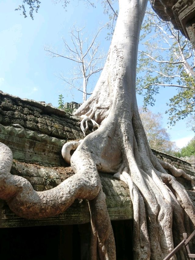 【カンボジア🇰🇭】木の根に包まれたタ・プローム遺跡