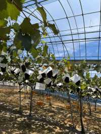 🍇 Grapes picking at Ishihara Orchard