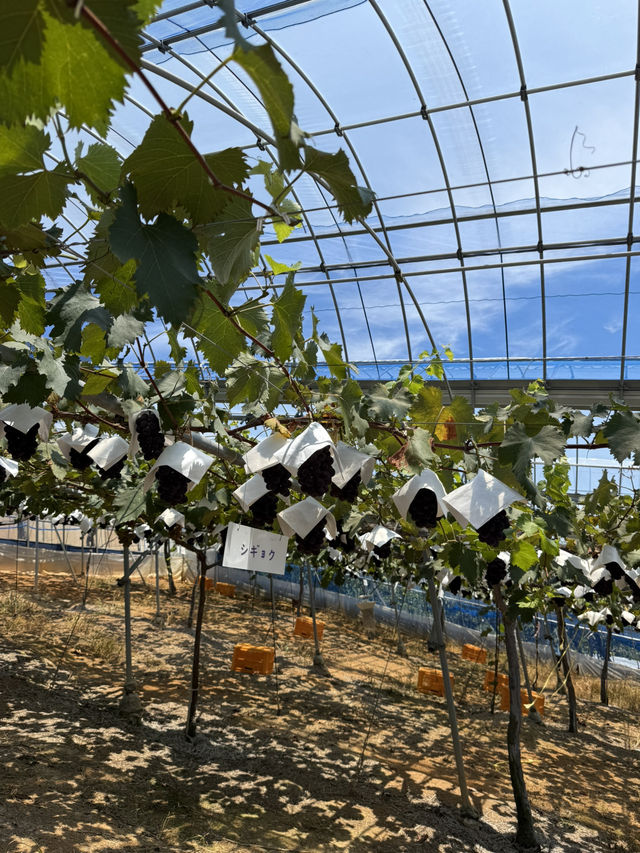 🍇 Grapes picking at Ishihara Orchard
