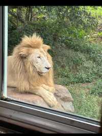 🦁秋吉台サファリランド｜動物たちと超接近！ドキドキのサファリ体験