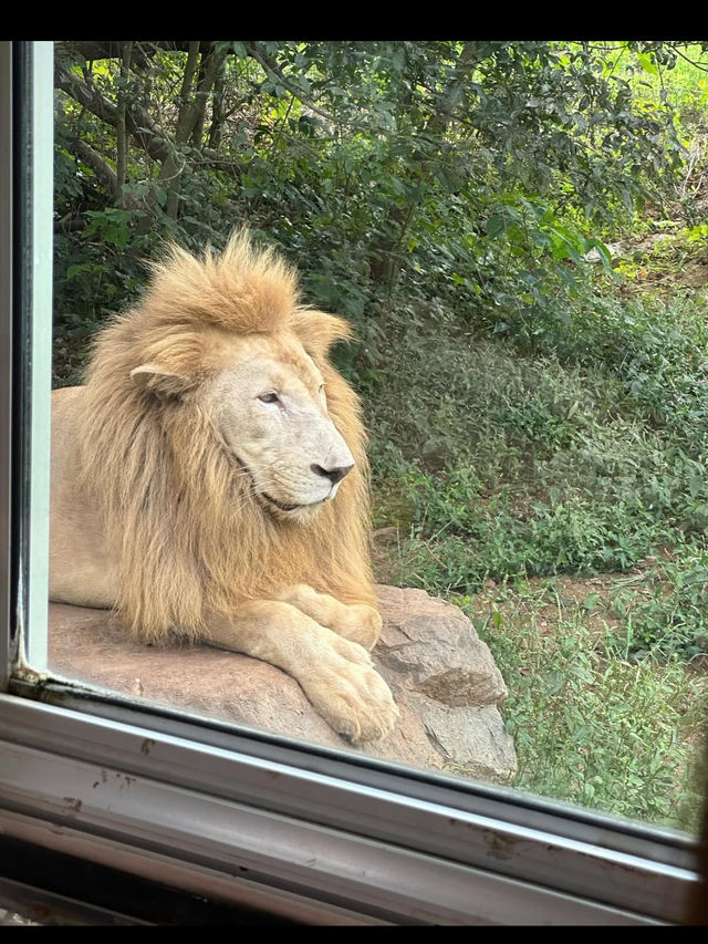 🦁秋吉台サファリランド｜動物たちと超接近！ドキドキのサファリ体験