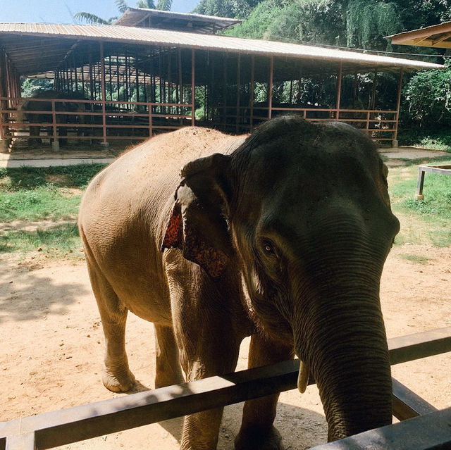 ป้อนอาหารช้าง ปางช้างไทรโยค จังหวัดกาญจนบุรี 🐘