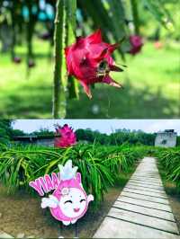 My Sepang Itinerary : A Sweet Discoveries at HL Dragon Fruit Eco Farm.