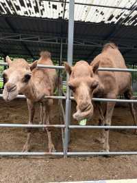 CAMEL REPUBLIC