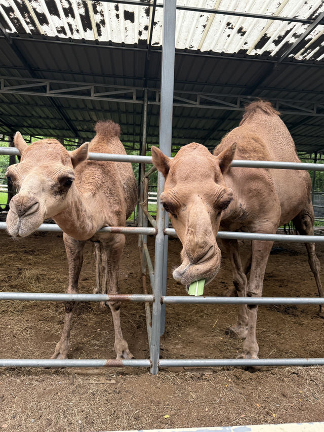CAMEL REPUBLIC