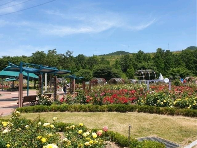 🌹 평림댐 장미원에서 만난 향기로운 힐링