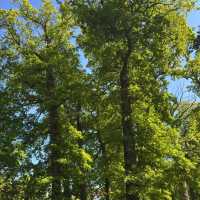 Eichenhain Stuttgart – A Woodland Nature Reserve