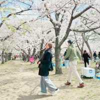 【大阪城賞櫻花攻略】櫻花季節、交通資訊＋必拍美照點