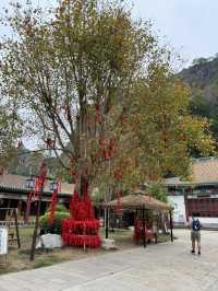 感受神級養肺之旅，在鼎湖深呼吸