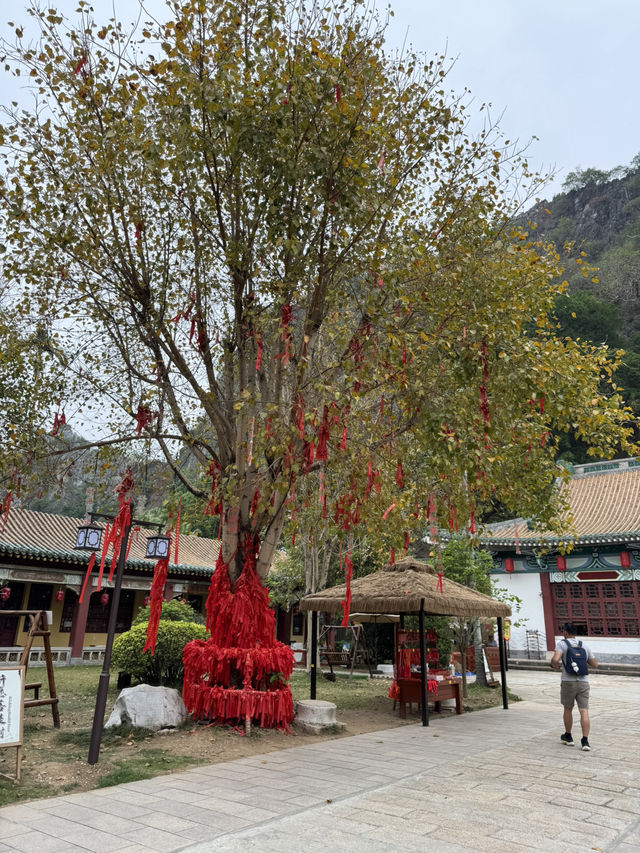 感受神級養肺之旅，在鼎湖深呼吸