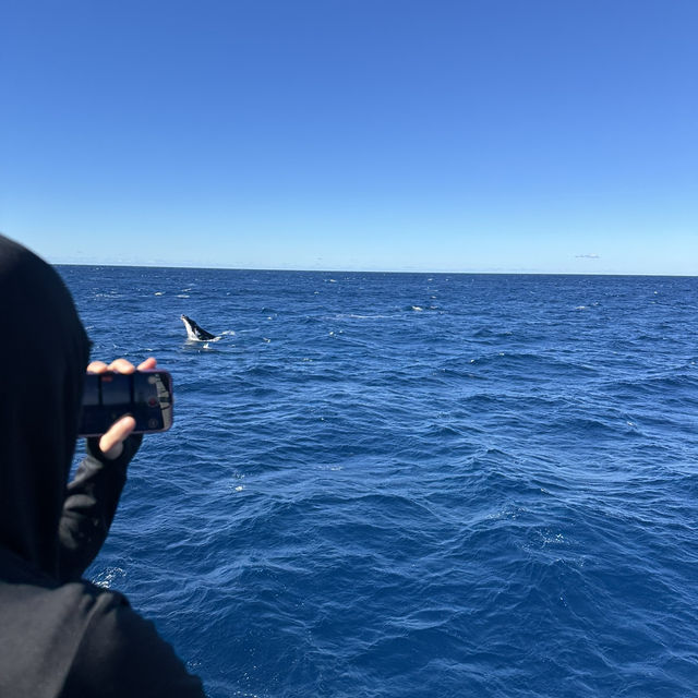 澳洲出海賞鯨!🐳   澳洲出海賞鯨!🐳