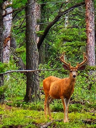 🌲 Mueller State Park – Colorado’s Mountain Playground