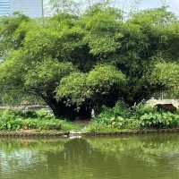 🌳🌸 Taman Botani Perdana – Kuala Lumpur’s Green Escape 🌿✨