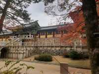 가을 단풍이 예쁜 경주 불국사 여행 🍁