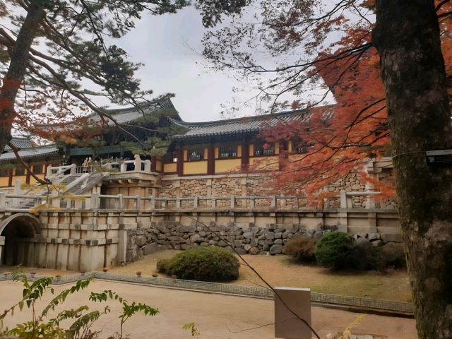 가을 단풍이 예쁜 경주 불국사 여행 🍁