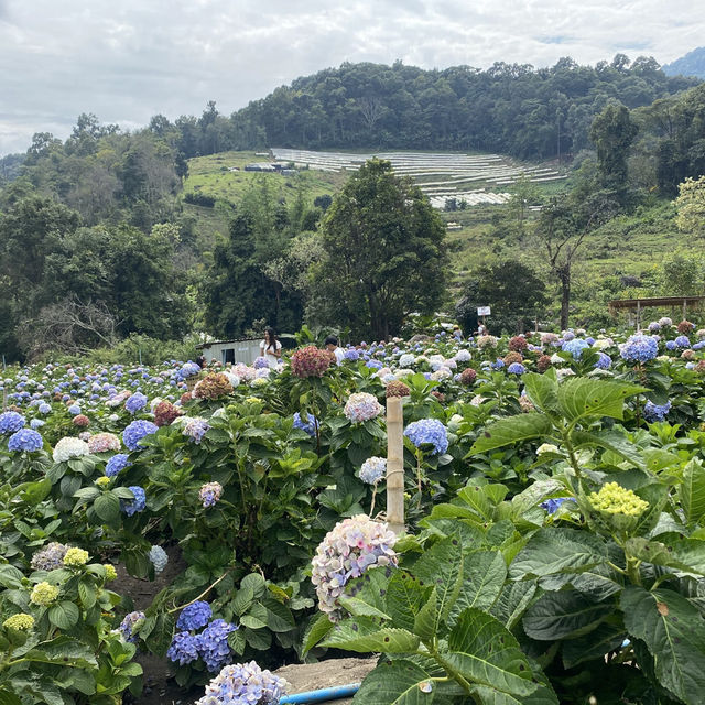 🌸💙 ปล่อยใจจอย ๆ ที่ทุ่งไฮเดรนเยีย สวนคุณทองดี 💙