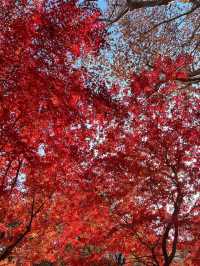 Maple Magic🍁