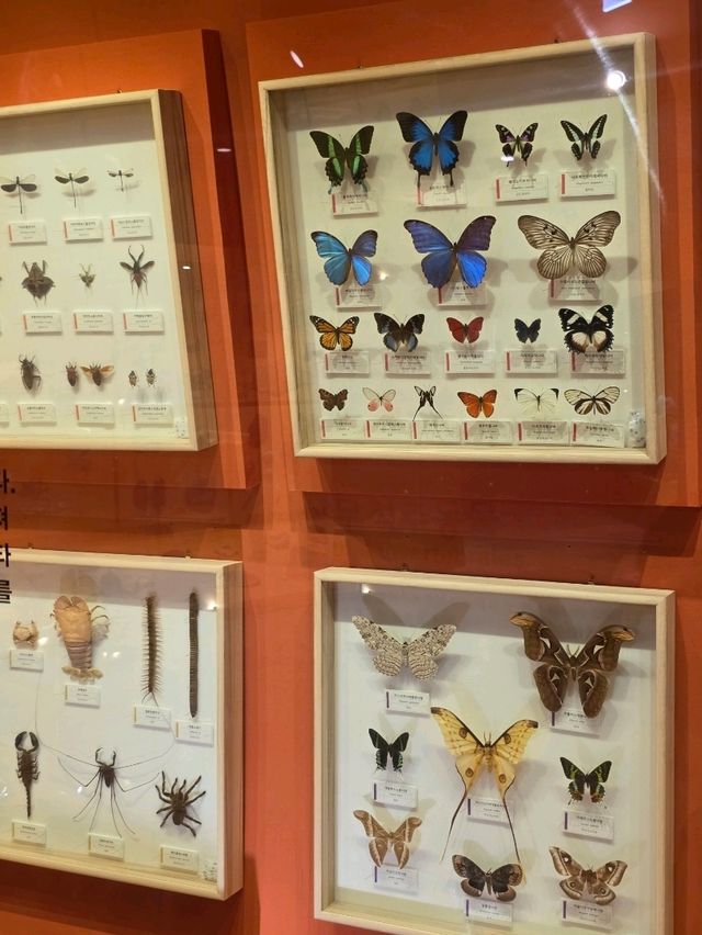 🦋 색과 생명의 향연, 육상 무척추동물 전시