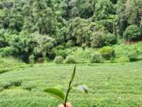 ไร่ชาลุงเดช เชียงใหม่ 🍵🌿🍃